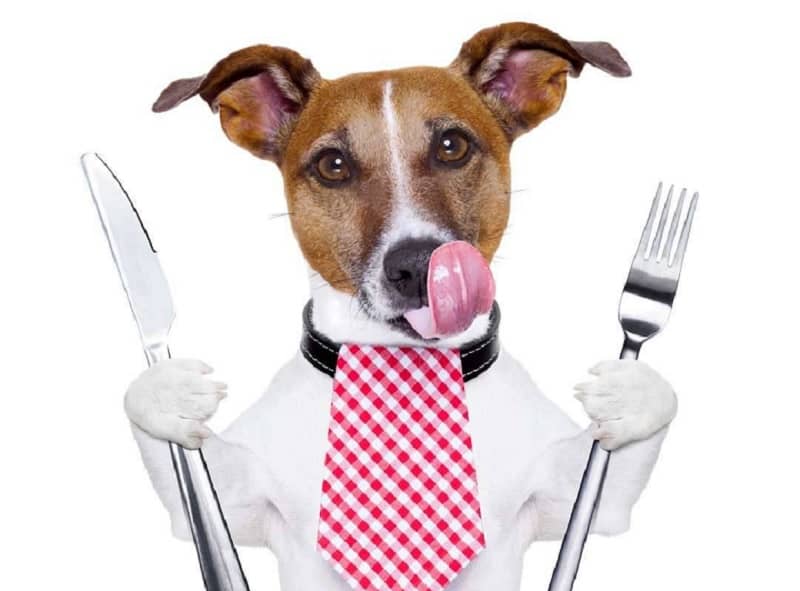 restaurantes que admiten perros